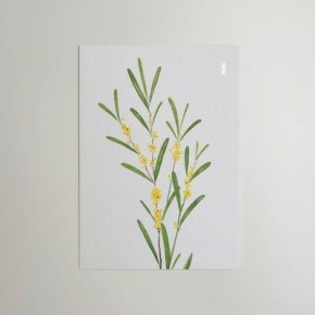 인테리어 엽서 미모사 홈인테리어